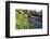 Lesser Celandines (Ranunculus Ficaria) Flowering on a Stream Bank in Woodland-Nick Upton-Framed Photographic Print