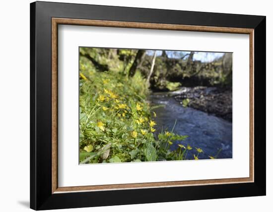 Lesser Celandines (Ranunculus Ficaria) Flowering on a Stream Bank in Woodland-Nick Upton-Framed Photographic Print