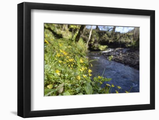 Lesser Celandines (Ranunculus Ficaria) Flowering on a Stream Bank in Woodland-Nick Upton-Framed Photographic Print