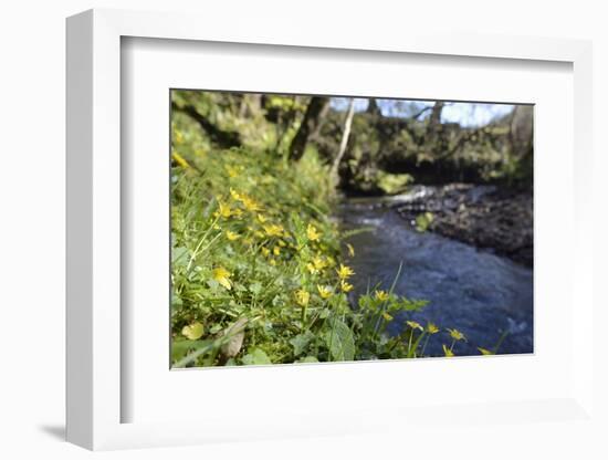 Lesser Celandines (Ranunculus Ficaria) Flowering on a Stream Bank in Woodland-Nick Upton-Framed Photographic Print