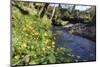 Lesser Celandines (Ranunculus Ficaria) Flowering on a Stream Bank in Woodland-Nick Upton-Mounted Photographic Print