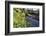 Lesser Celandines (Ranunculus Ficaria) Flowering on a Stream Bank in Woodland-Nick Upton-Framed Photographic Print