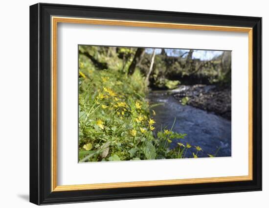 Lesser Celandines (Ranunculus Ficaria) Flowering on a Stream Bank in Woodland-Nick Upton-Framed Photographic Print