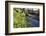 Lesser Celandines (Ranunculus Ficaria) Flowering on a Stream Bank in Woodland-Nick Upton-Framed Photographic Print