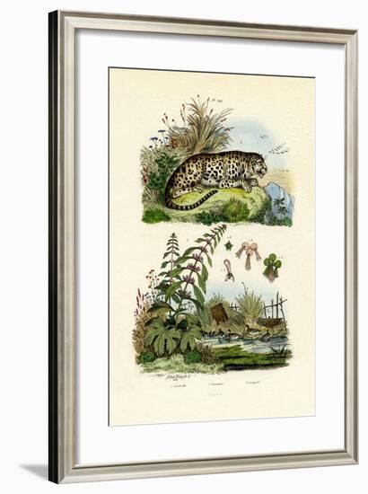 Lesser Duckweed, 1833-39-null-Framed Giclee Print