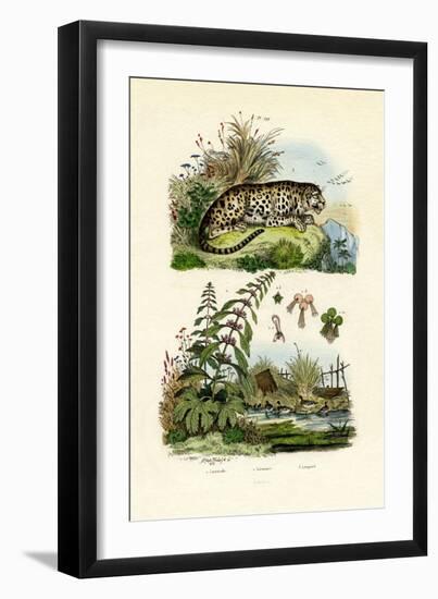 Lesser Duckweed, 1833-39-null-Framed Giclee Print