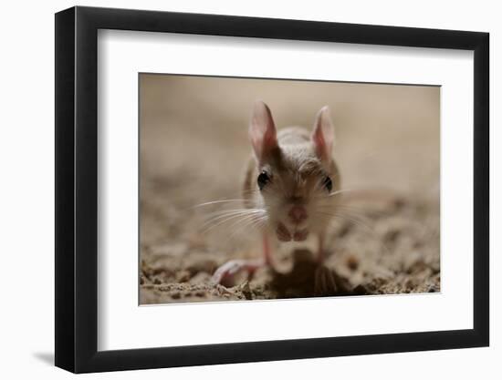 Lesser Egyptian Jerboa (Jaculu Jaculus) Temporarily Captive For Photography In Desert Set-John Waters-Framed Photographic Print