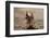 Lesser Egyptian Jerboa (Jaculu Jaculus) Temporarily Captive For Photography In Desert Set-John Waters-Framed Photographic Print