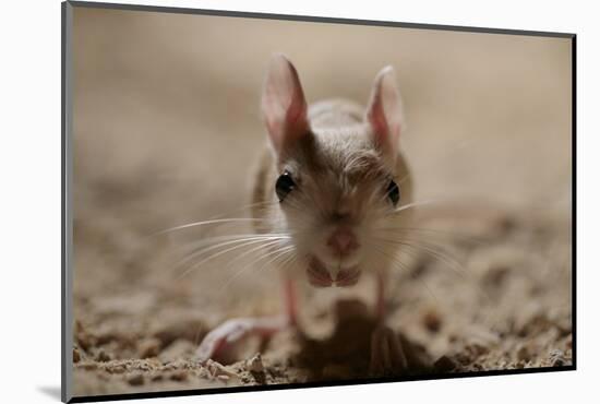 Lesser Egyptian Jerboa (Jaculu Jaculus) Temporarily Captive For Photography In Desert Set-John Waters-Mounted Photographic Print