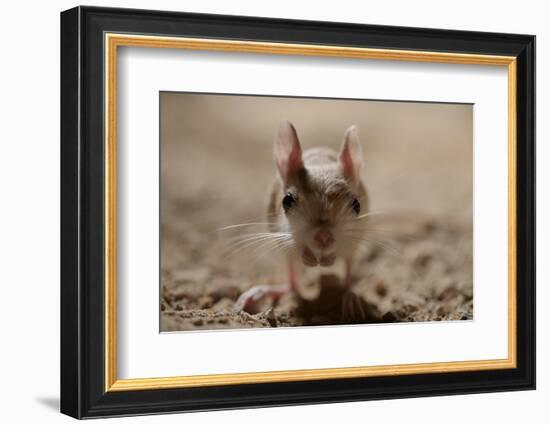 Lesser Egyptian Jerboa (Jaculu Jaculus) Temporarily Captive For Photography In Desert Set-John Waters-Framed Photographic Print