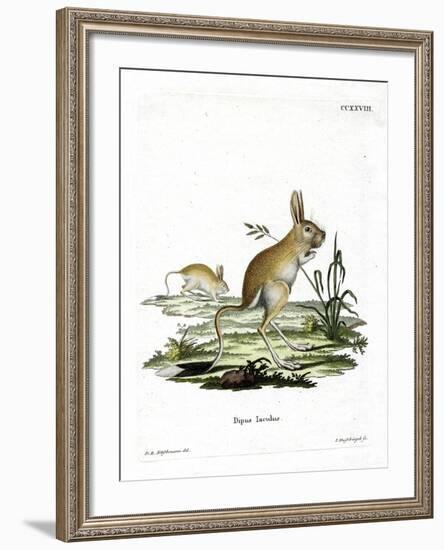 Lesser Egyptian Jerboa-null-Framed Giclee Print