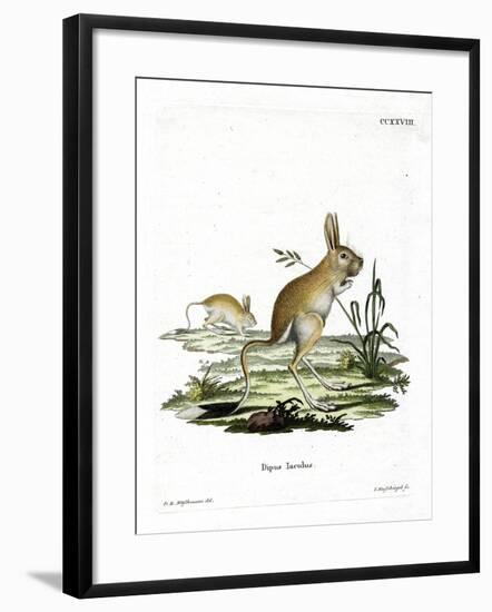 Lesser Egyptian Jerboa-null-Framed Giclee Print