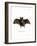 Lesser False Vampire Bat-null-Framed Giclee Print