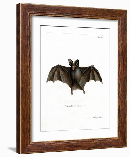 Lesser False Vampire Bat-null-Framed Giclee Print