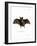 Lesser False Vampire Bat-null-Framed Giclee Print