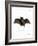 Lesser False Vampire Bat-null-Framed Giclee Print