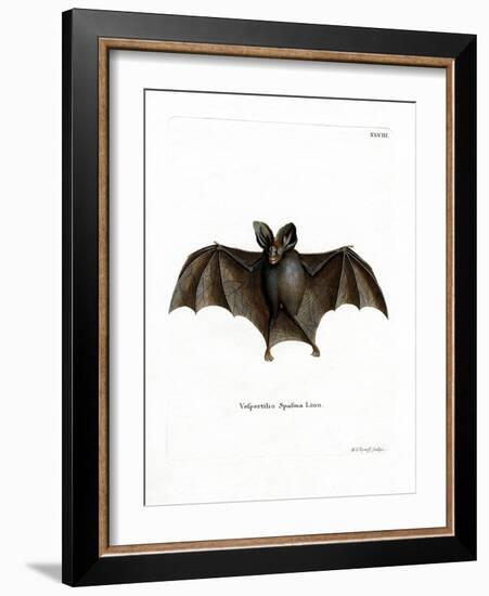 Lesser False Vampire Bat-null-Framed Giclee Print