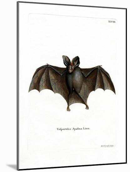 Lesser False Vampire Bat-null-Mounted Giclee Print