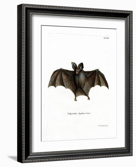 Lesser False Vampire Bat-null-Framed Giclee Print