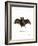 Lesser False Vampire Bat-null-Framed Giclee Print