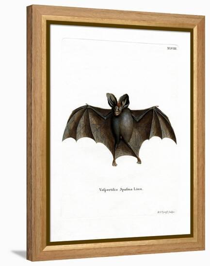 Lesser False Vampire Bat-null-Framed Premier Image Canvas