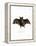 Lesser False Vampire Bat-null-Framed Premier Image Canvas