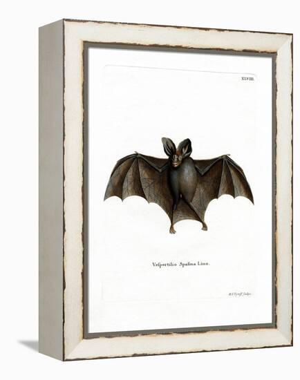 Lesser False Vampire Bat-null-Framed Premier Image Canvas