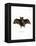 Lesser False Vampire Bat-null-Framed Premier Image Canvas