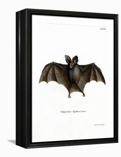 Lesser False Vampire Bat-null-Framed Premier Image Canvas