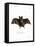 Lesser False Vampire Bat-null-Framed Premier Image Canvas