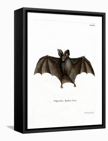 Lesser False Vampire Bat-null-Framed Premier Image Canvas