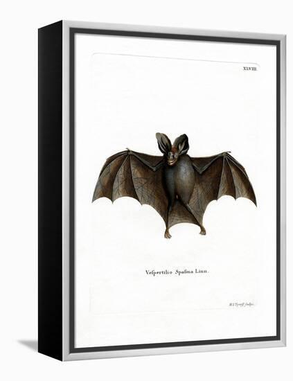 Lesser False Vampire Bat-null-Framed Premier Image Canvas
