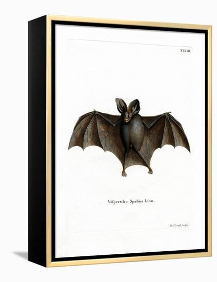 Lesser False Vampire Bat-null-Framed Premier Image Canvas