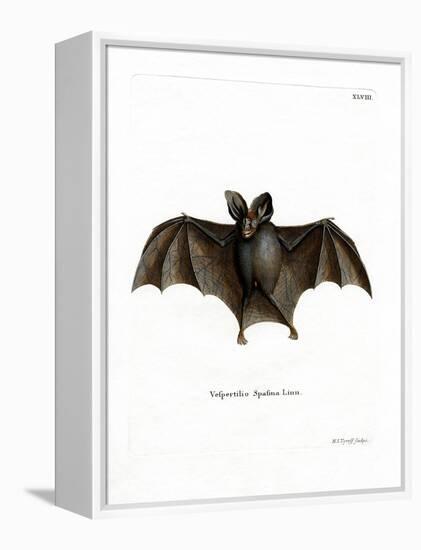 Lesser False Vampire Bat-null-Framed Premier Image Canvas