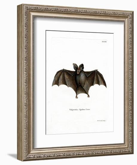 Lesser False Vampire Bat-null-Framed Giclee Print