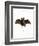 Lesser False Vampire Bat-null-Framed Giclee Print