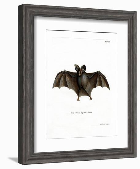 Lesser False Vampire Bat-null-Framed Giclee Print