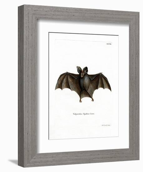 Lesser False Vampire Bat-null-Framed Giclee Print