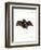 Lesser False Vampire Bat-null-Framed Giclee Print