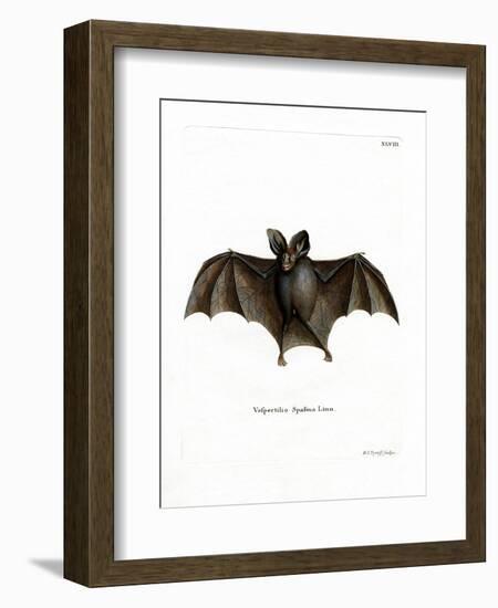 Lesser False Vampire Bat-null-Framed Giclee Print