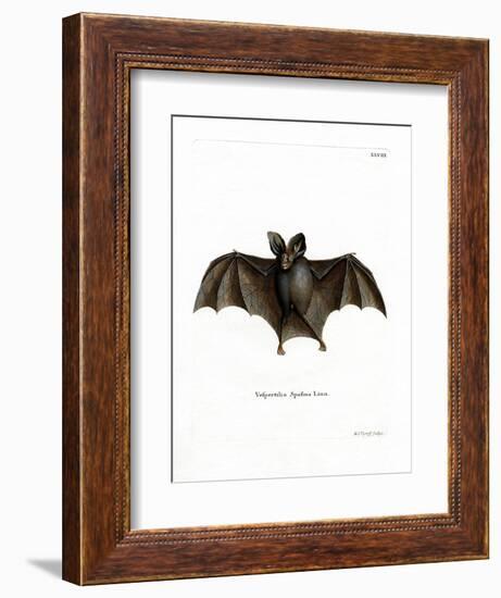 Lesser False Vampire Bat-null-Framed Giclee Print