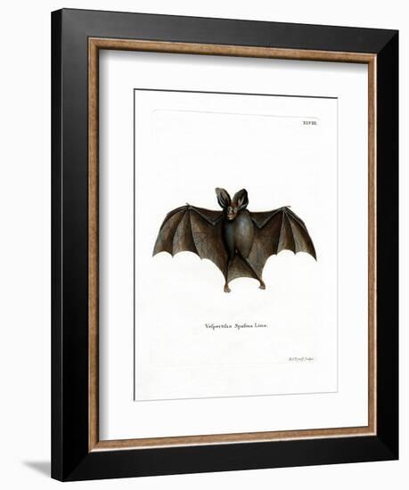 Lesser False Vampire Bat-null-Framed Giclee Print