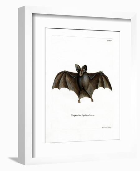 Lesser False Vampire Bat-null-Framed Giclee Print