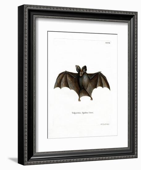 Lesser False Vampire Bat-null-Framed Giclee Print