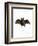 Lesser False Vampire Bat-null-Framed Giclee Print