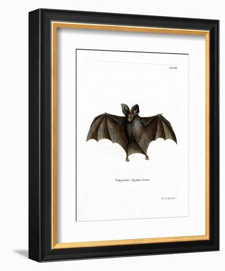 Lesser False Vampire Bat-null-Framed Giclee Print