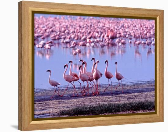 Lesser Flamingo and Eleven Males in Mating Ritual, Lake Nakuru, Kenya-Charles Sleicher-Framed Premier Image Canvas