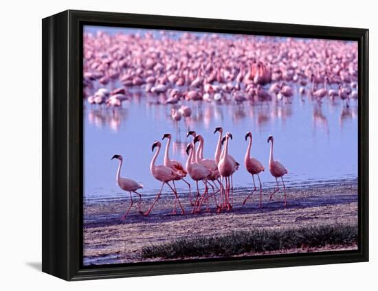 Lesser Flamingo and Eleven Males in Mating Ritual, Lake Nakuru, Kenya-Charles Sleicher-Framed Premier Image Canvas