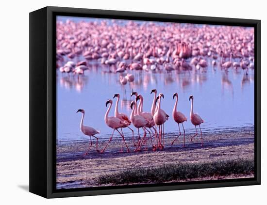 Lesser Flamingo and Eleven Males in Mating Ritual, Lake Nakuru, Kenya-Charles Sleicher-Framed Premier Image Canvas
