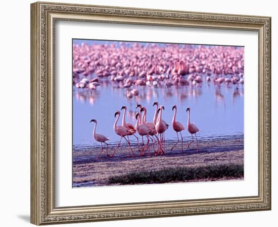 Lesser Flamingo and Eleven Males in Mating Ritual, Lake Nakuru, Kenya-Charles Sleicher-Framed Photographic Print